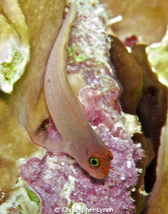 Bonaire Blenny, between LaDonia's and Karparta by Christopher Lynch 